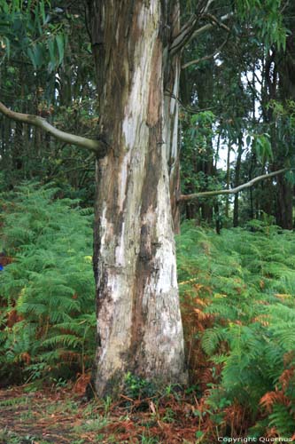 Eucalyptusbomen Cudillero / Spanje 