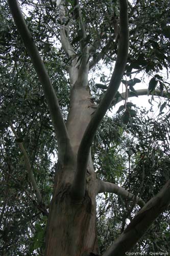 Eucalyptus trees Cudillero / Spain 