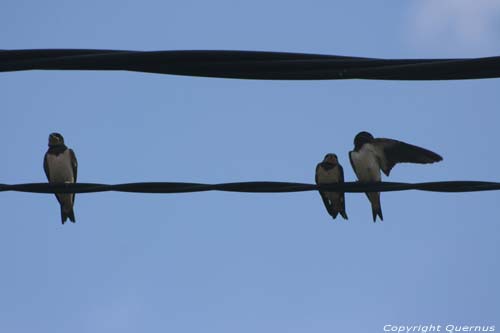 Swallows close to Astur Regal Hotel Cadavedo / Spain 