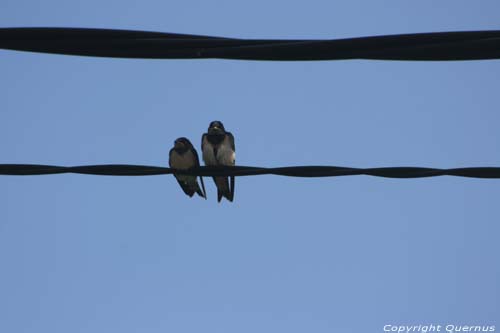 Swallows close to Astur Regal Hotel Cadavedo / Spain 