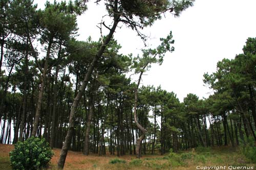 Bomen A Guarda / Spanje 