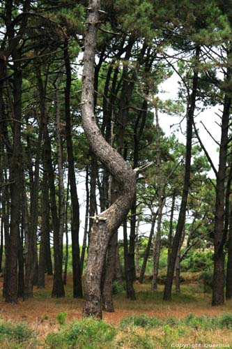 Arbres A Guarda / Espagne 