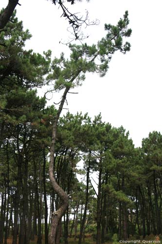 Bomen A Guarda / Spanje 