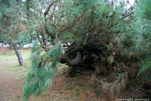 Arbres A Guarda / Espagne 