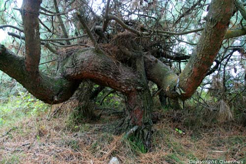 Trees A Guarda / Spain 