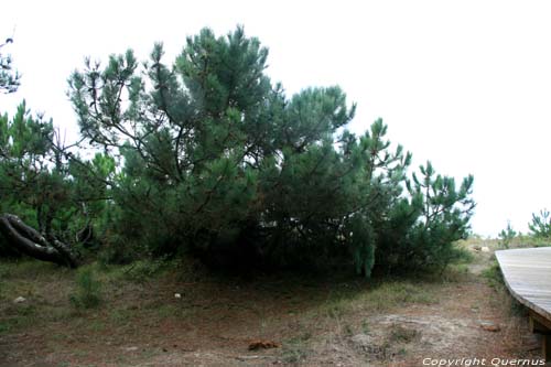 Bomen A Guarda / Spanje 