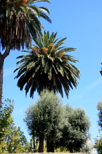 Palm Trees Braga in BRAGA / Portugal 