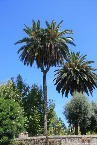 Palmbomen Braga in BRAGA / Portugal 