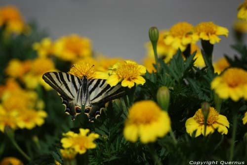 Large Butterfly Braga in BRAGA / Portugal 