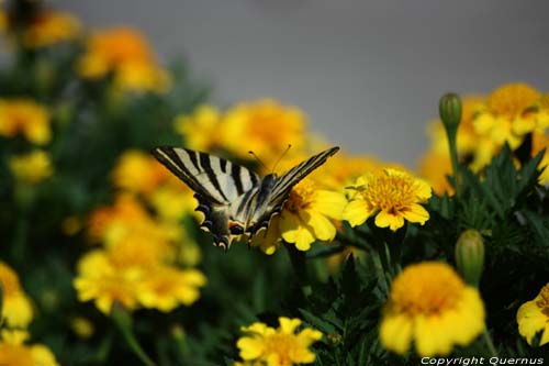 Large Butterfly Braga in BRAGA / Portugal 