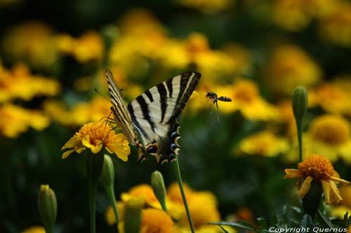 Large Butterfly Braga in BRAGA / Portugal 
