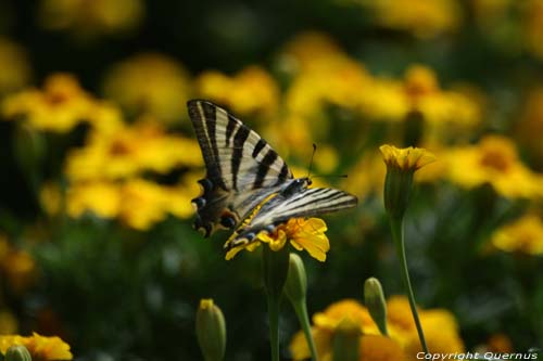 Large Butterfly Braga in BRAGA / Portugal 