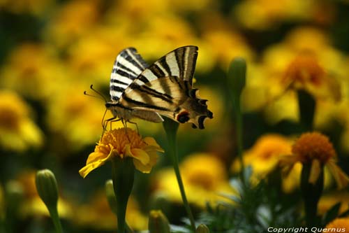 Large Butterfly Braga in BRAGA / Portugal 