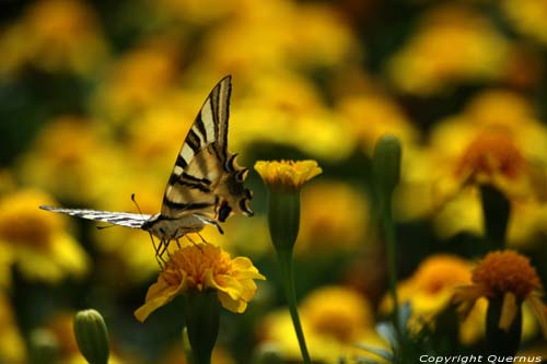 Large Butterfly Braga in BRAGA / Portugal 