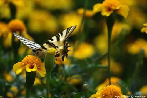 Large Butterfly Braga in BRAGA / Portugal 