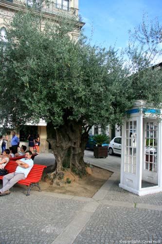 Oude olijfboom Ponte de Lima / Portugal 