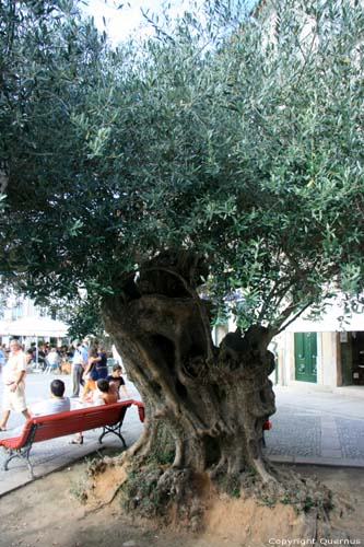 Old olive tree Ponte de Lima / Portugal 