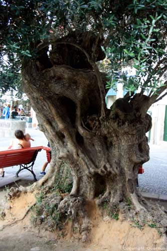 Old olive tree Ponte de Lima / Portugal 