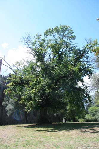 Oude boom Guimarães / Portugal 