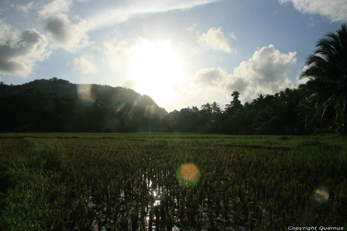 Rice Fields Atimonan / Philippines 