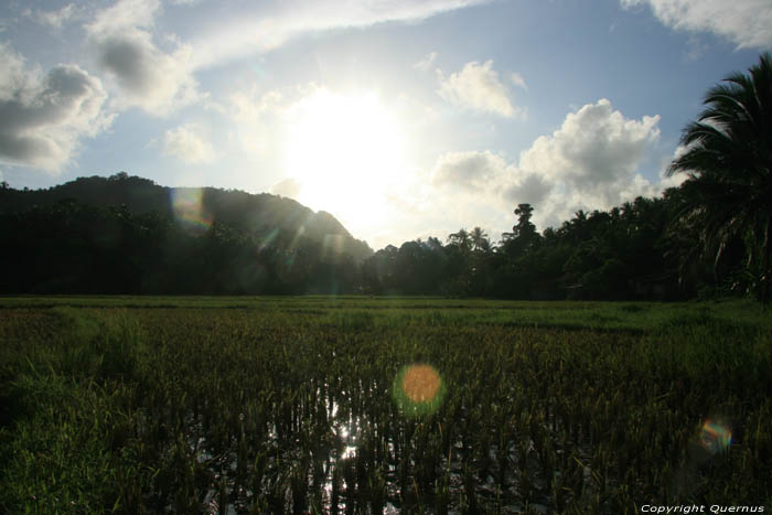 Champs de Rice Atimonan / Philippines 