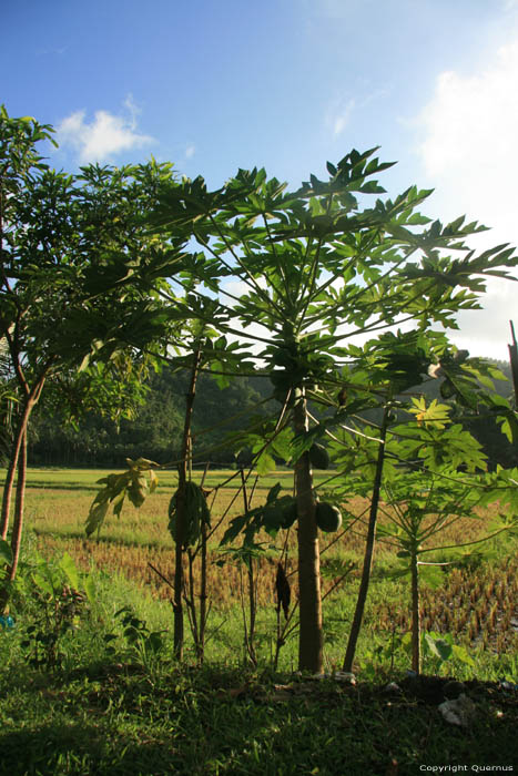 Champs de Rice Atimonan / Philippines 