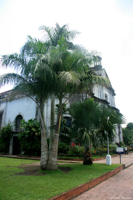 Arbre en trio Naga City / Philippines 