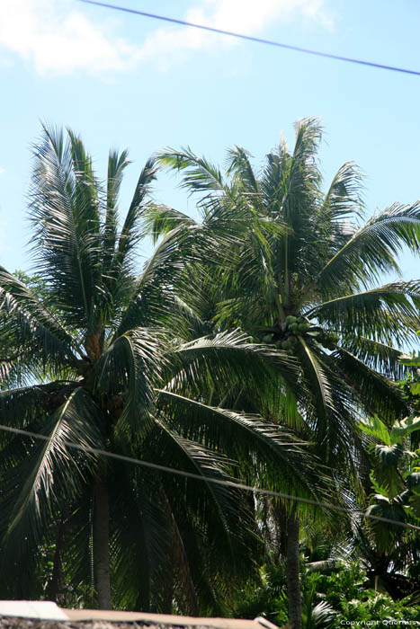Palm Tree Iriga City / Philippines 