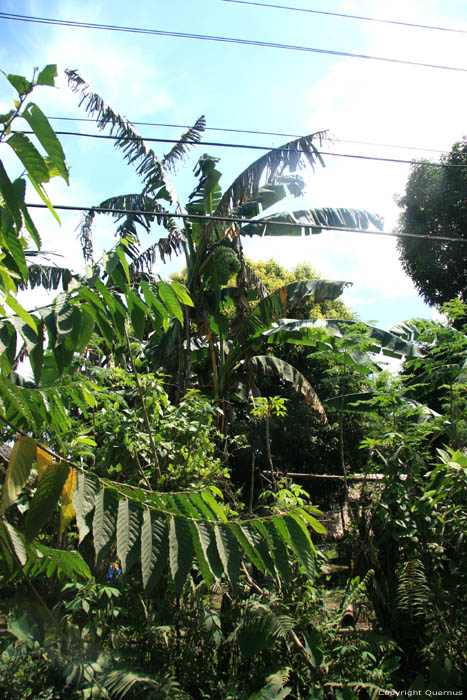 Banana tree Iriga City / Philippines 