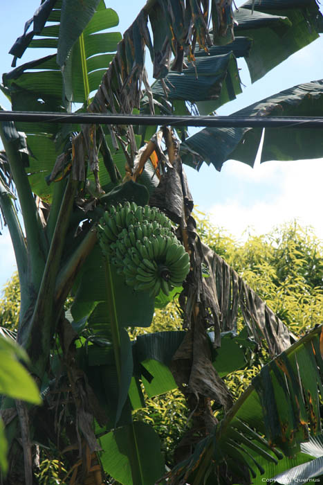 Banana tree Iriga City / Philippines 
