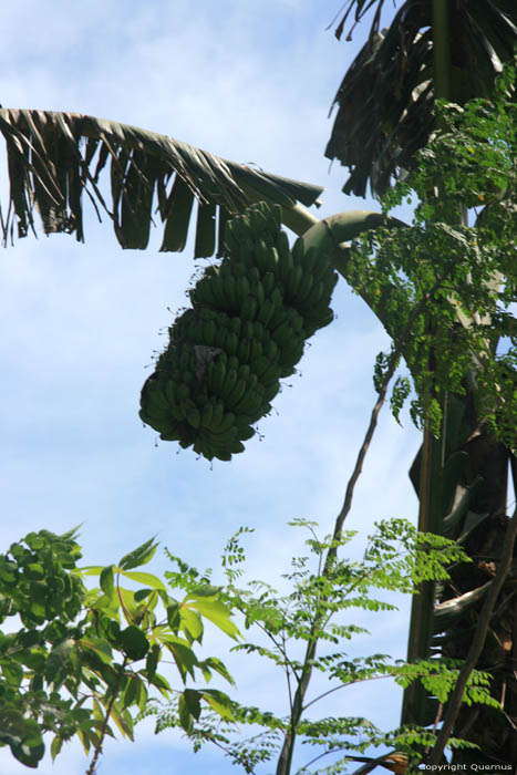 Bananenboom Iriga City / Filippijnen 