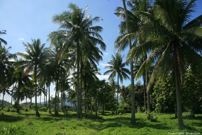 Palmbomenbos Buhi / Filippijnen 
