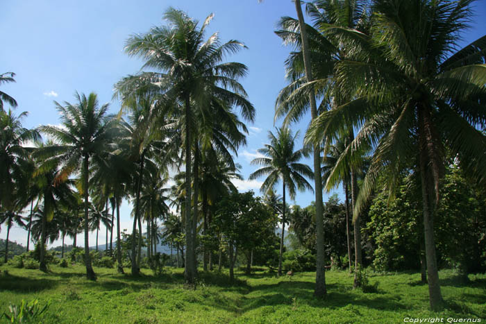 Fort de Palmiers Buhi / Philippines 