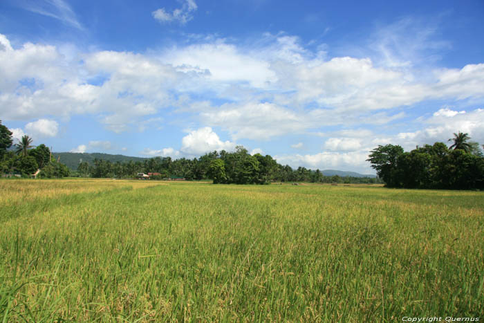 Landscape with rice fields and mount Iriga Buhi / Philippines 