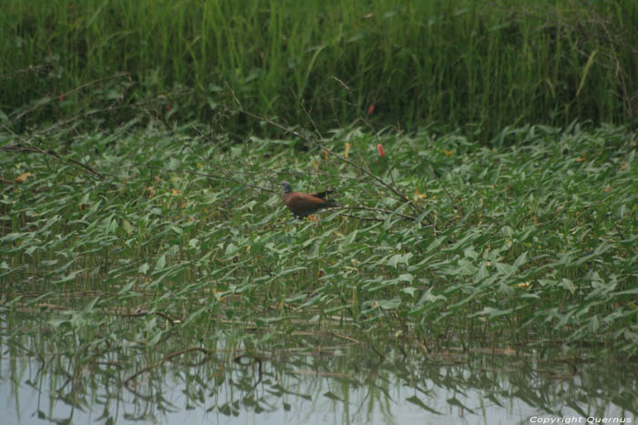 Landschap Nabua / Filippijnen 