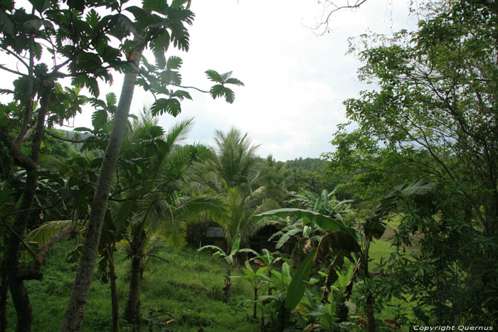 Landscape (in Tandaay) Nabua / Philippines 