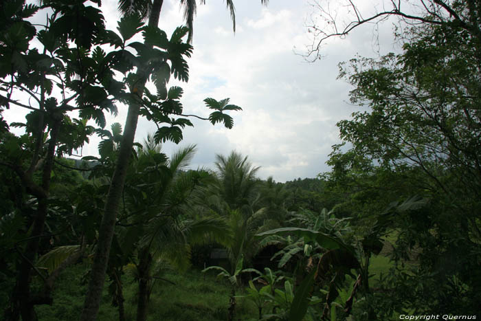 Landscape (in Tandaay) Nabua / Philippines 