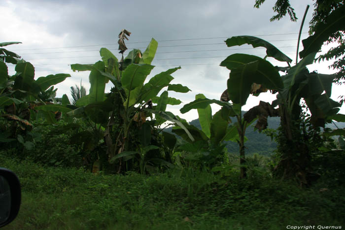 Landscape (in Tandaay) Nabua / Philippines 