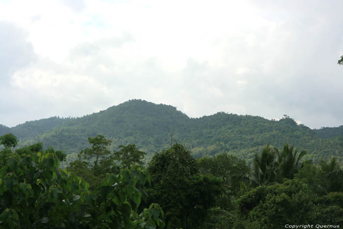 Paysage Forrestier ( San Vincente Gorong-Gorong) Nabua / Philippines 