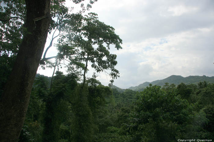 Paysage Forrestier ( San Vincente Gorong-Gorong) Nabua / Philippines 