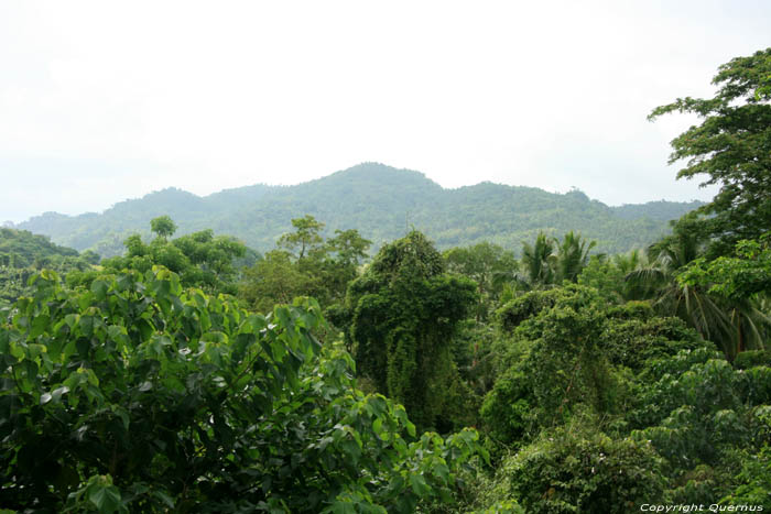 Woudlandschap (te San Vincente Gorong-Gorong) Nabua / Filippijnen 