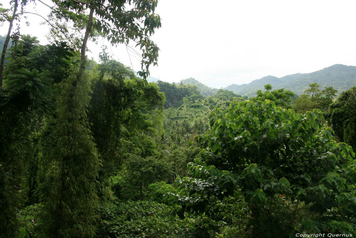 Woudlandschap (te San Vincente Gorong-Gorong) Nabua / Filippijnen 