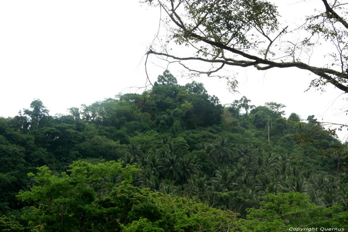 Woudlandschap (te San Vincente Gorong-Gorong) Nabua / Filippijnen 