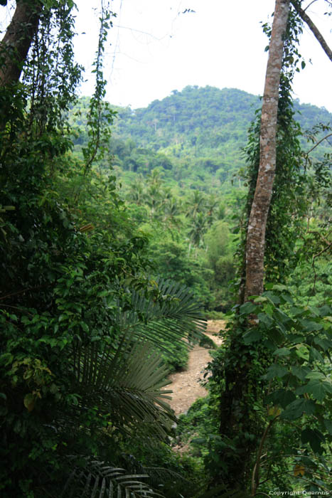 Woudlandschap (te San Vincente Gorong-Gorong) Nabua / Filippijnen 