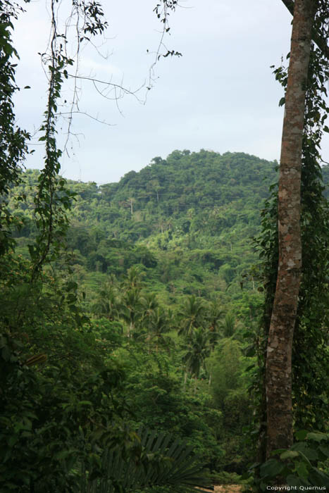 Woudlandschap (te San Vincente Gorong-Gorong) Nabua / Filippijnen 