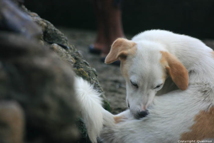 Honden Balatan / Filippijnen 