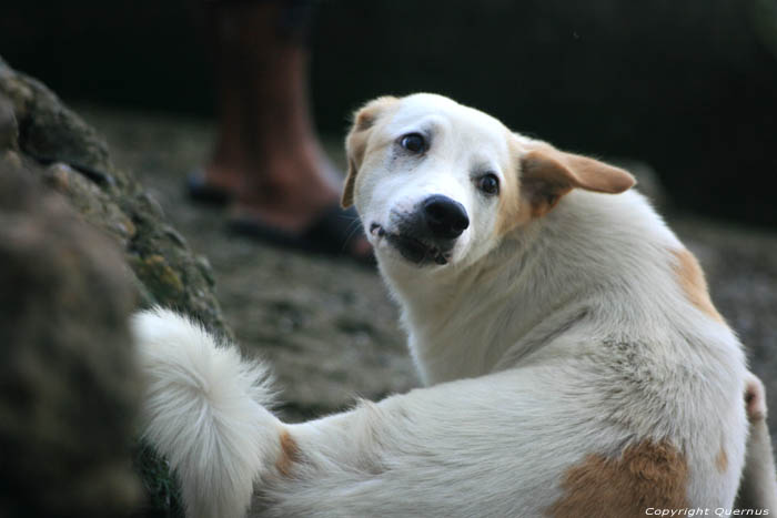 Honden Balatan / Filippijnen 