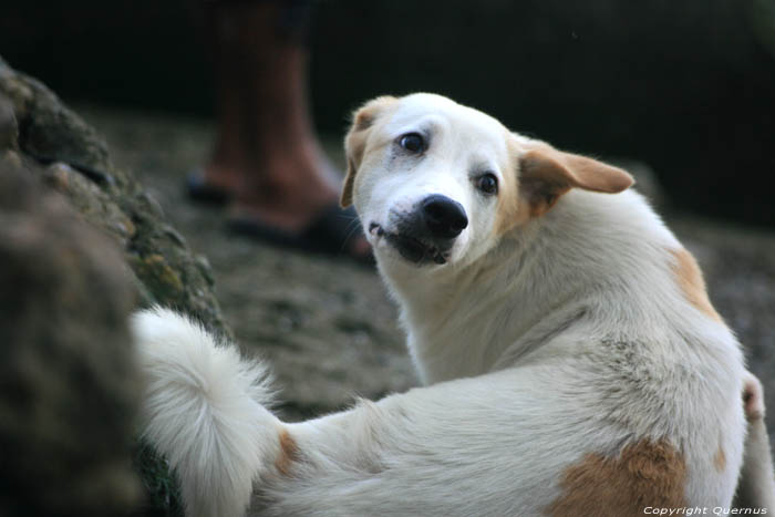 Chiens Balatan / Philippines 