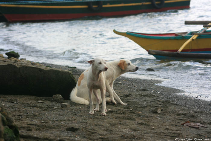 Chiens Balatan / Philippines 