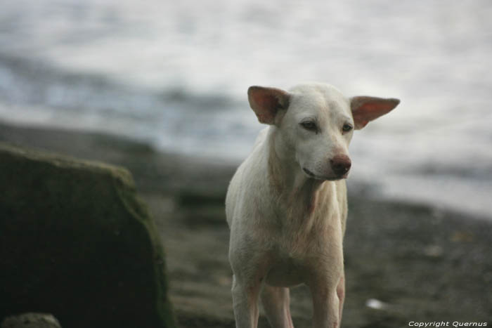 Honden Balatan / Filippijnen 